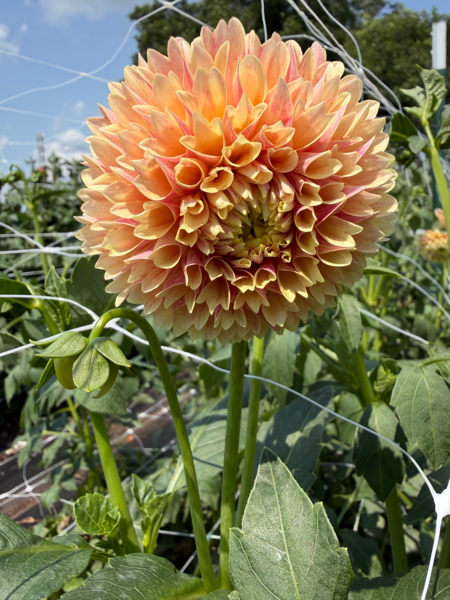 Sweet Suzanne Dahlia