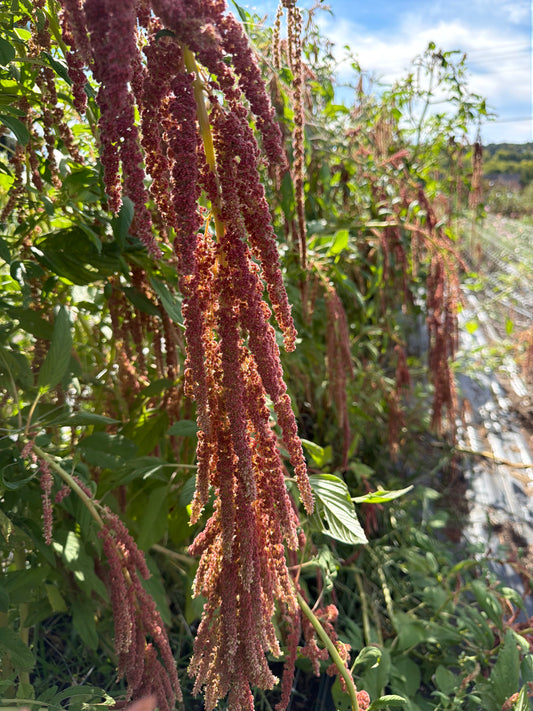 Coral Fountain Amaranth