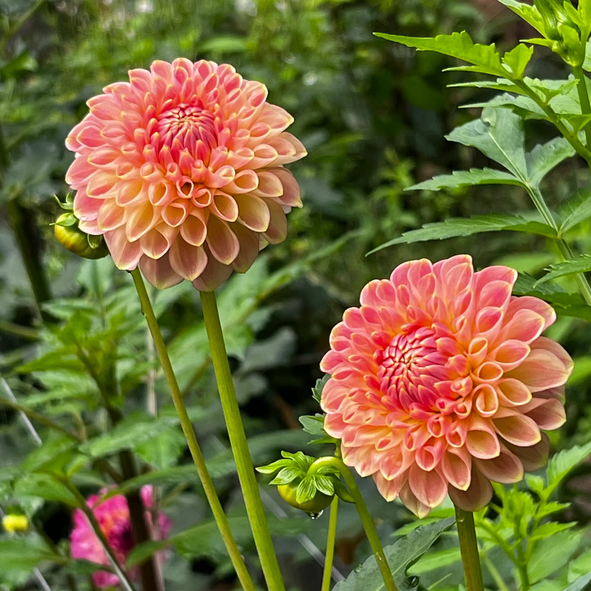 20th Ave Softer Peach Dahlia