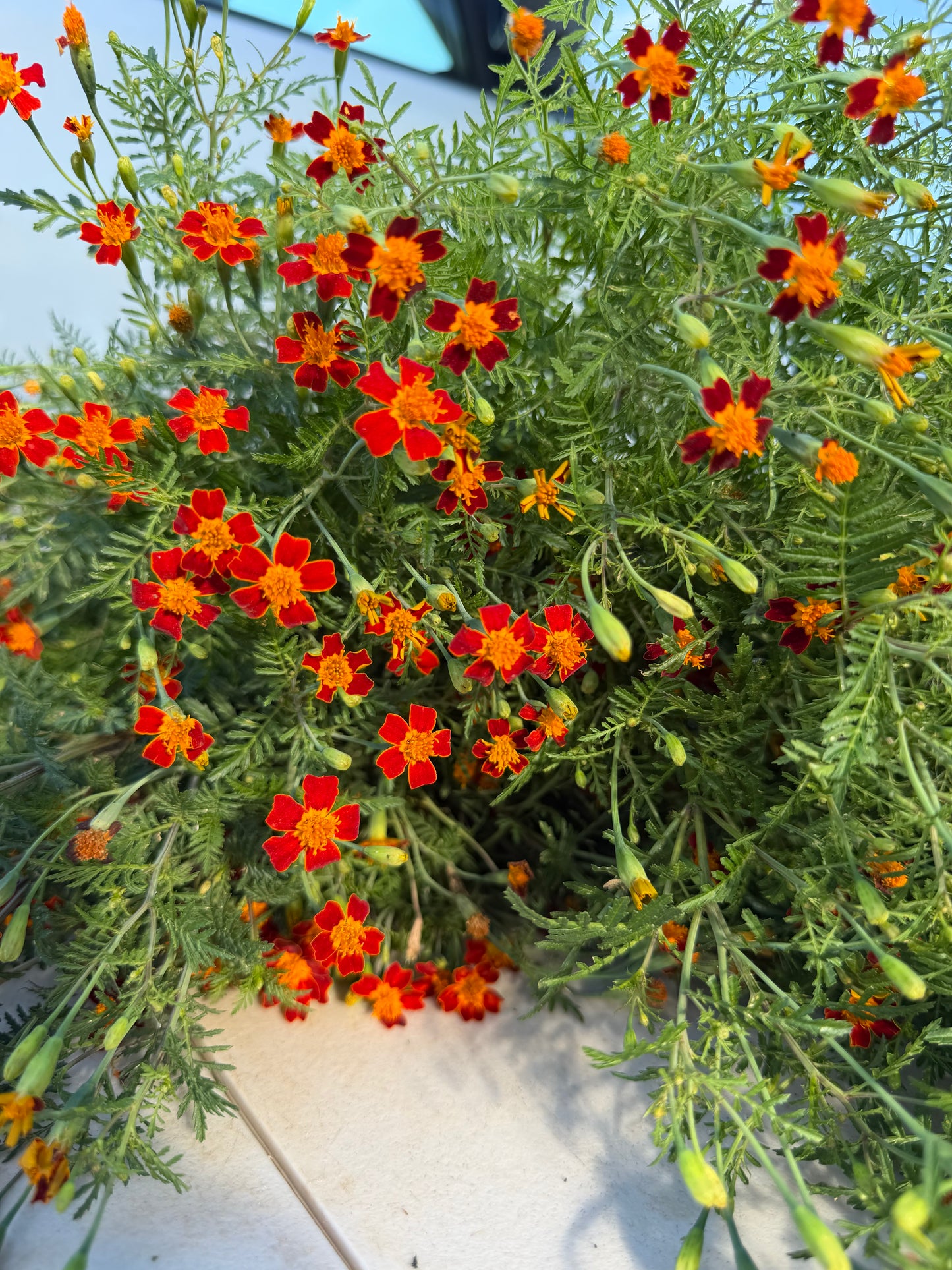 Red Gem Marigolds