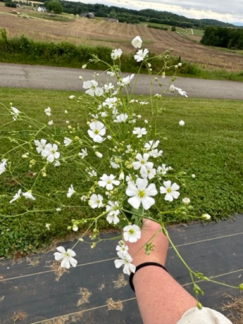 Garden Baby's Breath