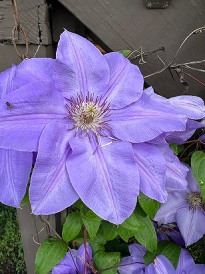 Light Purple Clematis