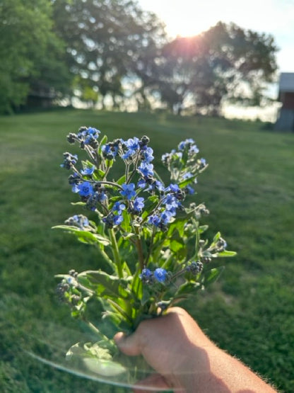 Chinese Forget Me Nots