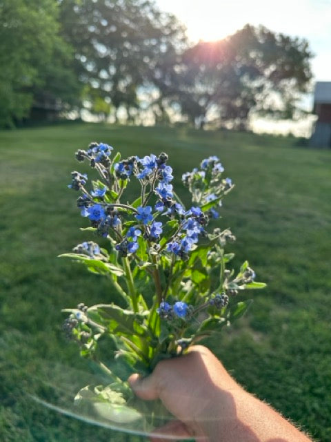 Chinese Forget Me Nots