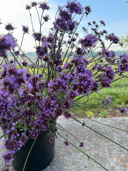 Verbena bonariensis