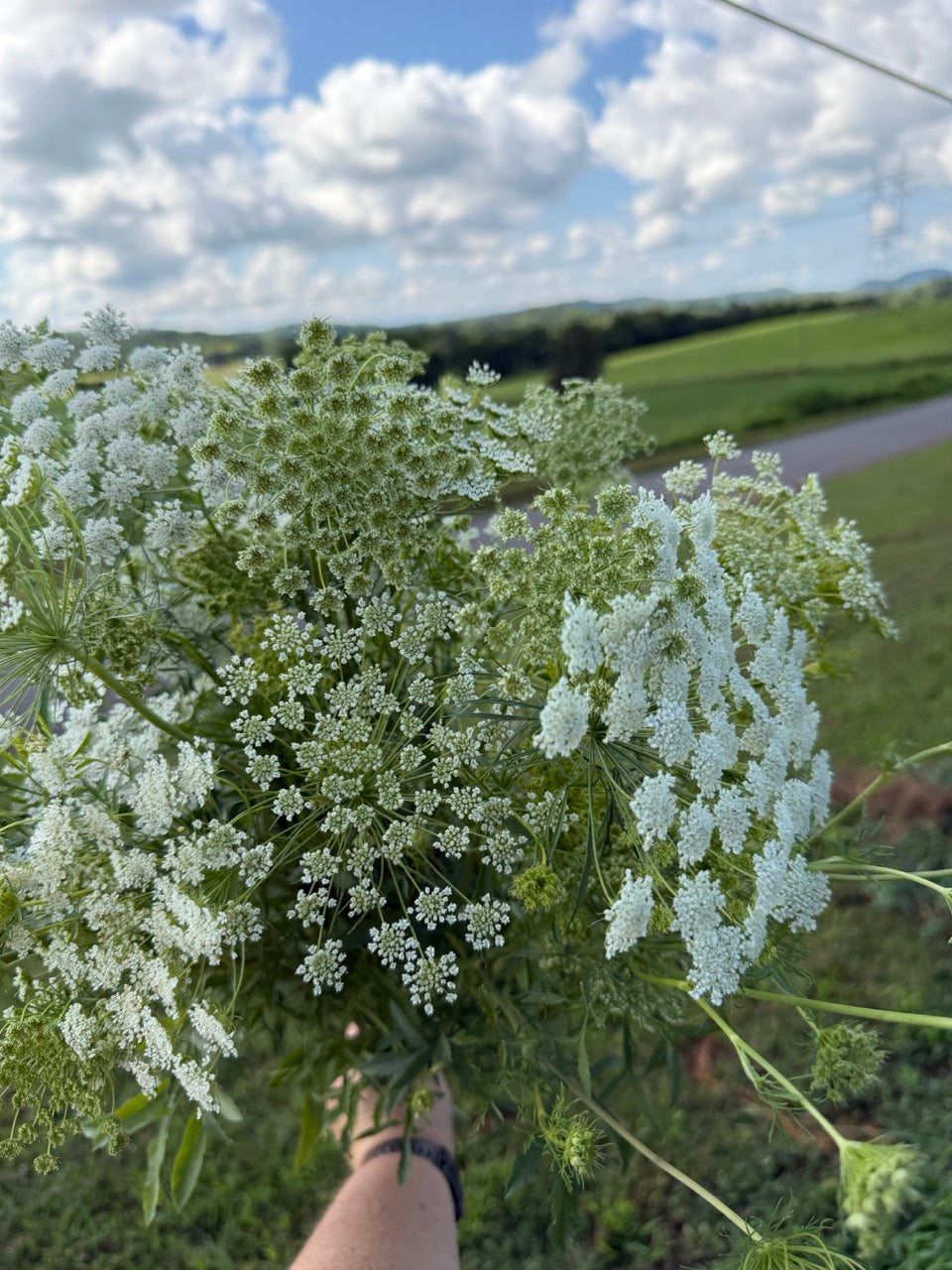 White Flowering Dill
