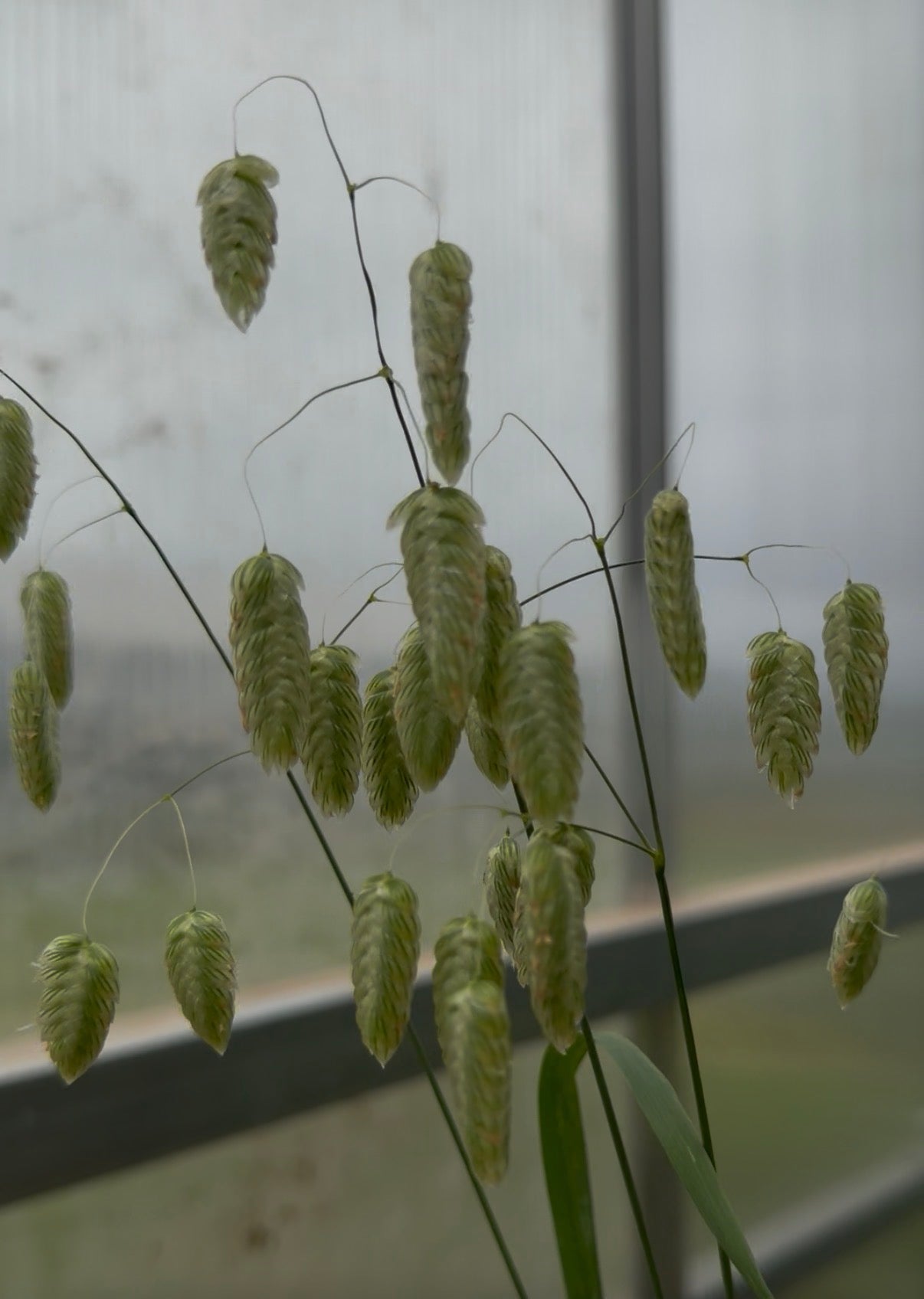 Greater Quaking Grass