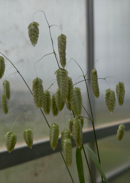 Greater Quaking Grass