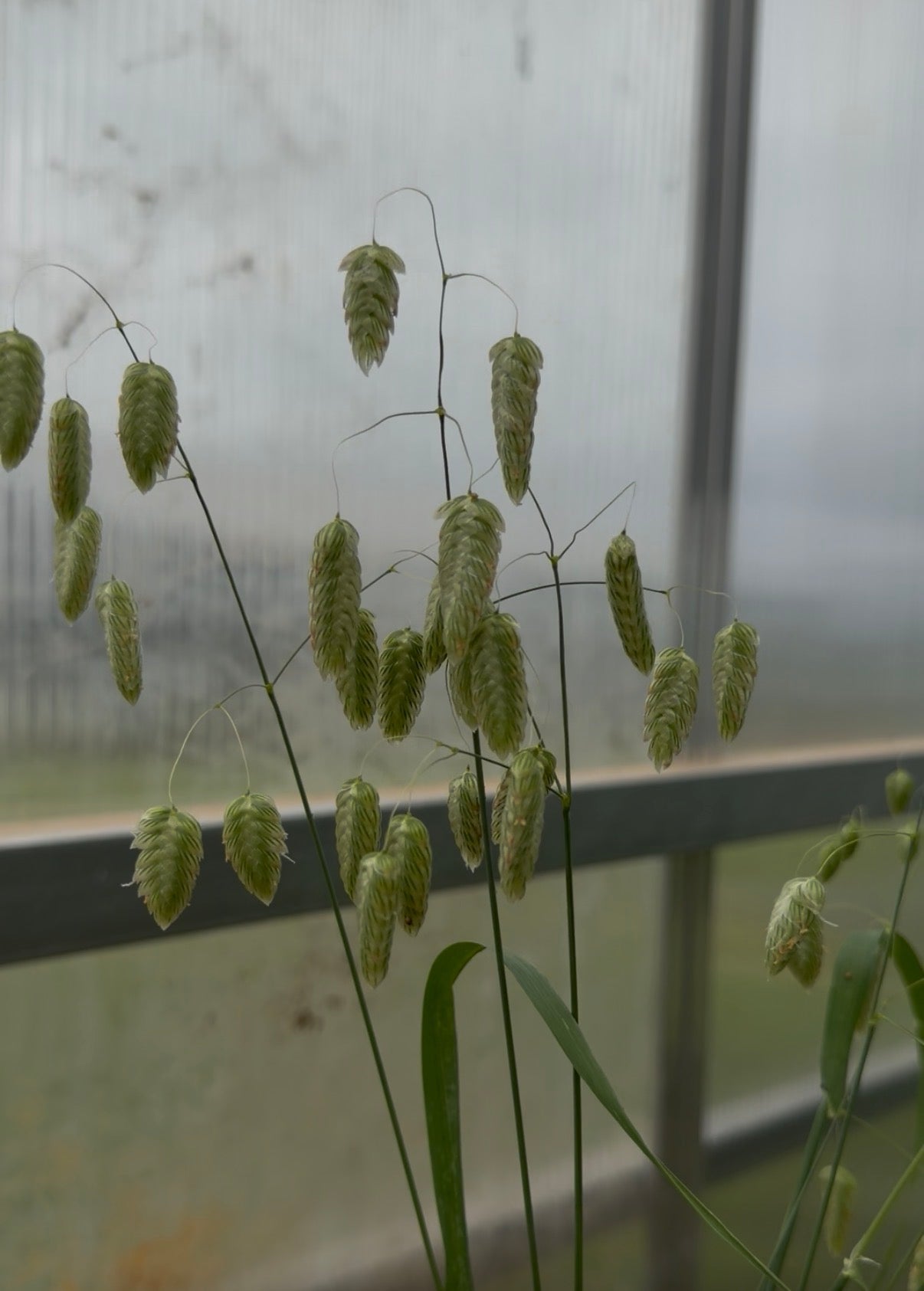 Greater Quaking Grass