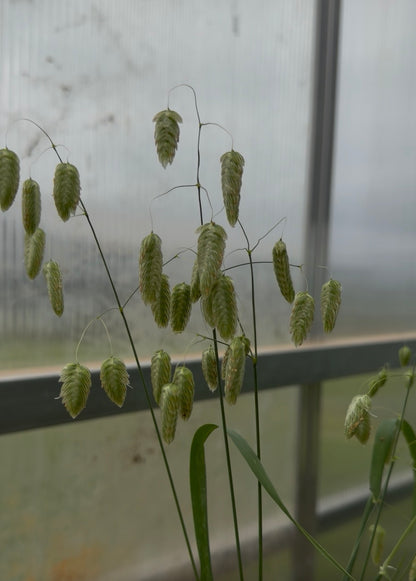 Greater Quaking Grass