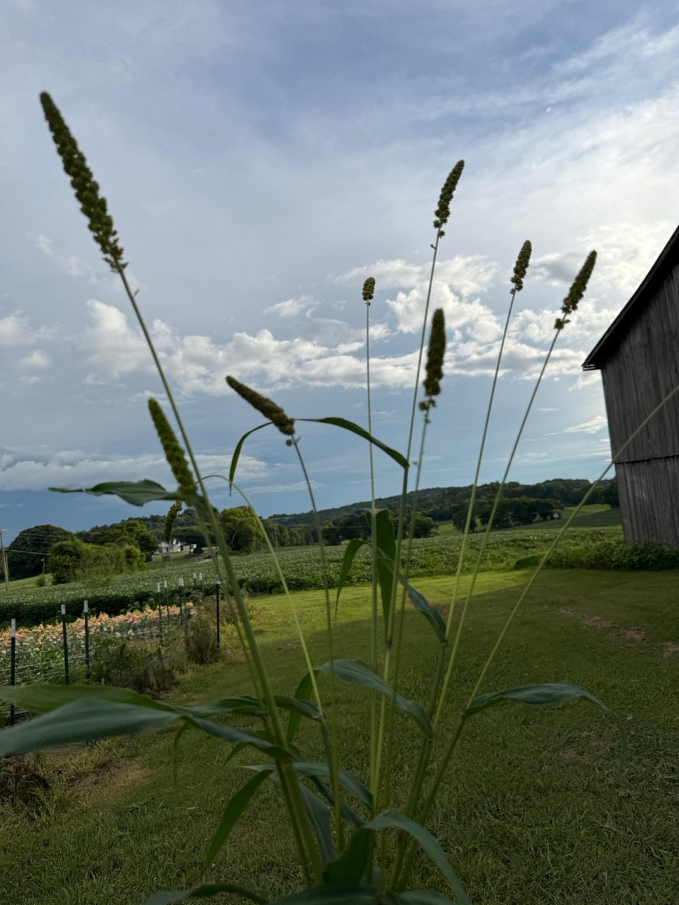Highlander Grass