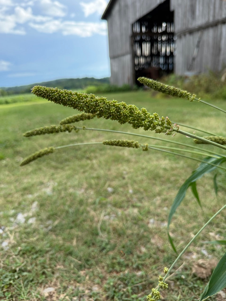 Highlander Grass