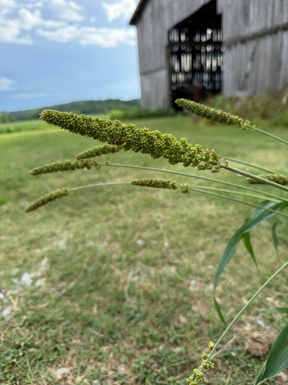 Highlander Grass