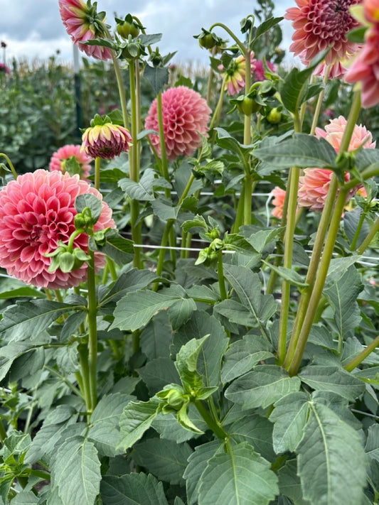 Linda's Baby Dahlia