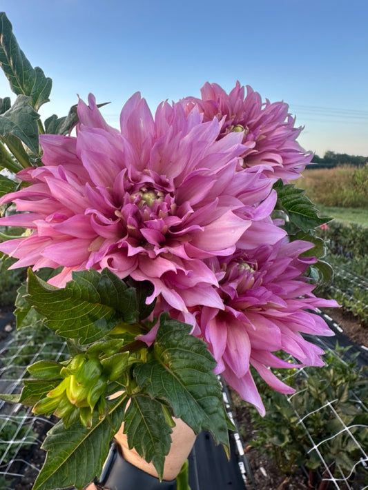 La Belle Epoque Dahlia
