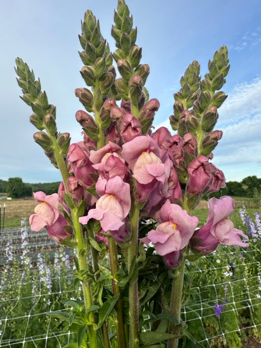 Lavender Snapdragons
