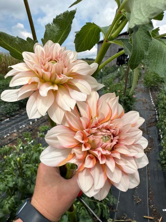 Lee's Chloe Dahlia