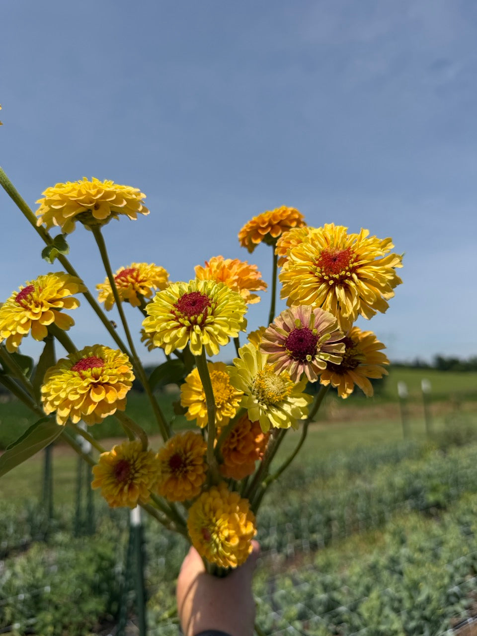 Queeny Lemon Peach Zinnias