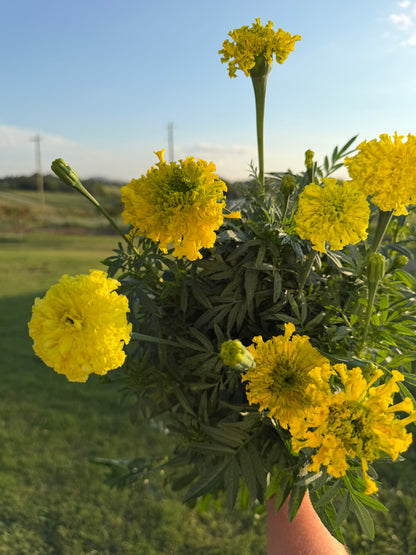 Chartreuse Lime Marigolds