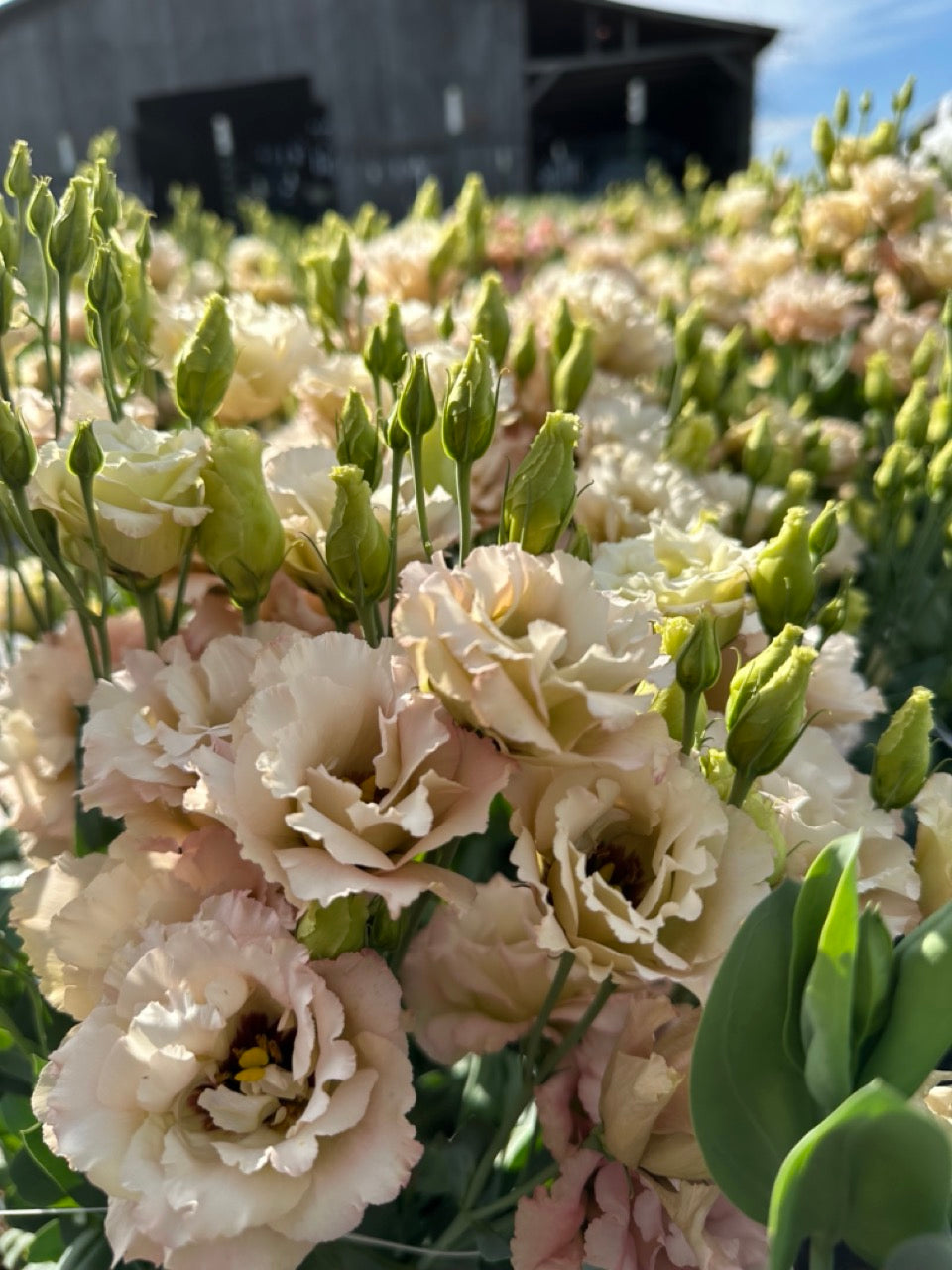 Beige Lisianthus