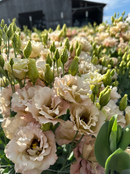 Beige Lisianthus