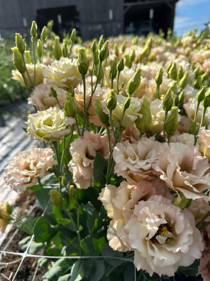Beige Lisianthus