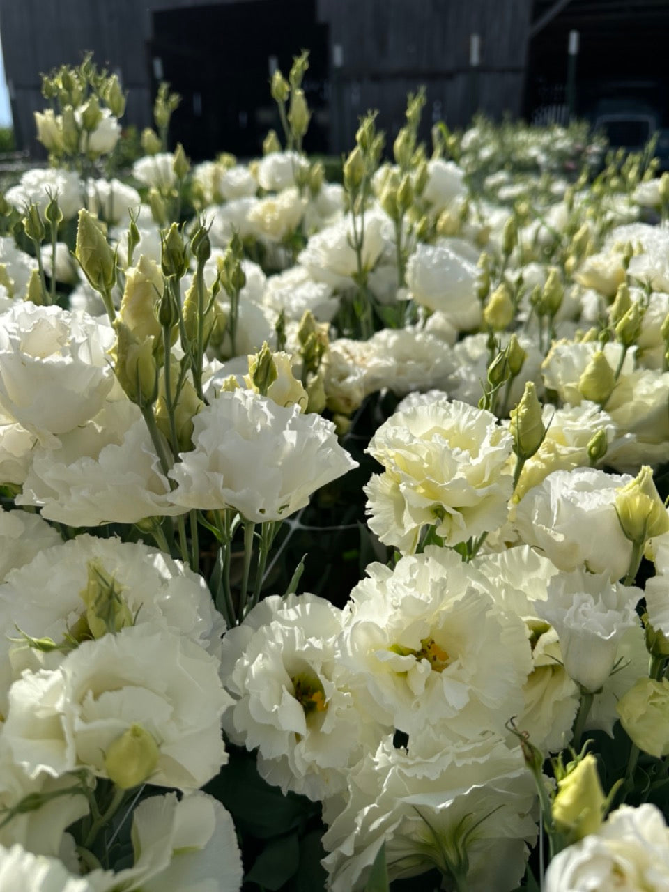 White Lisianthus