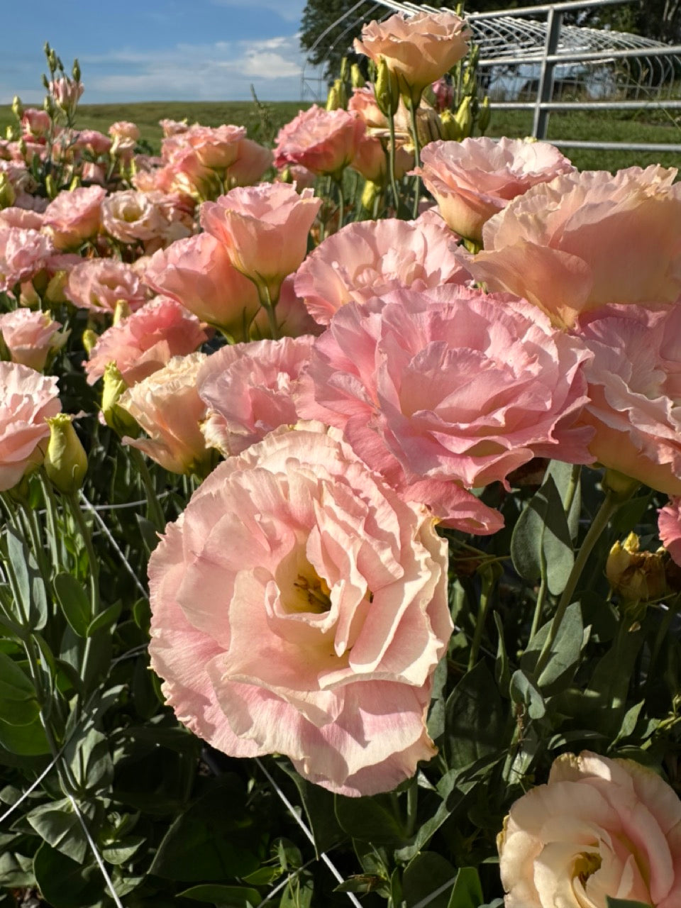 Champagne Lisianthus