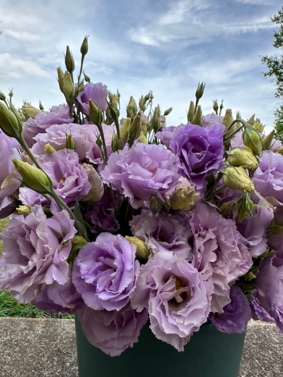 Lavender Lisianthus