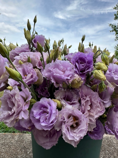 Lavender Lisianthus