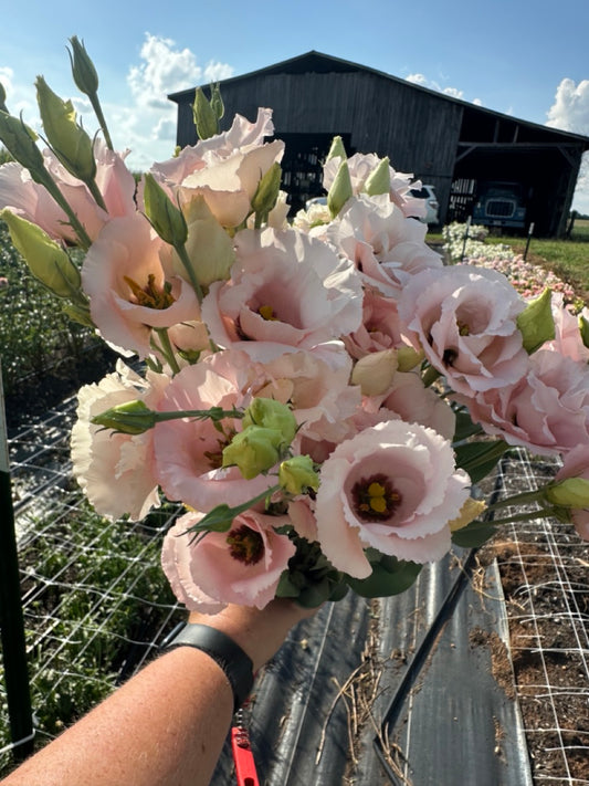 Light Pink Lisianthus