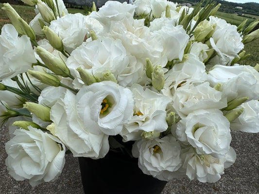 Mariachi White Lisianthus