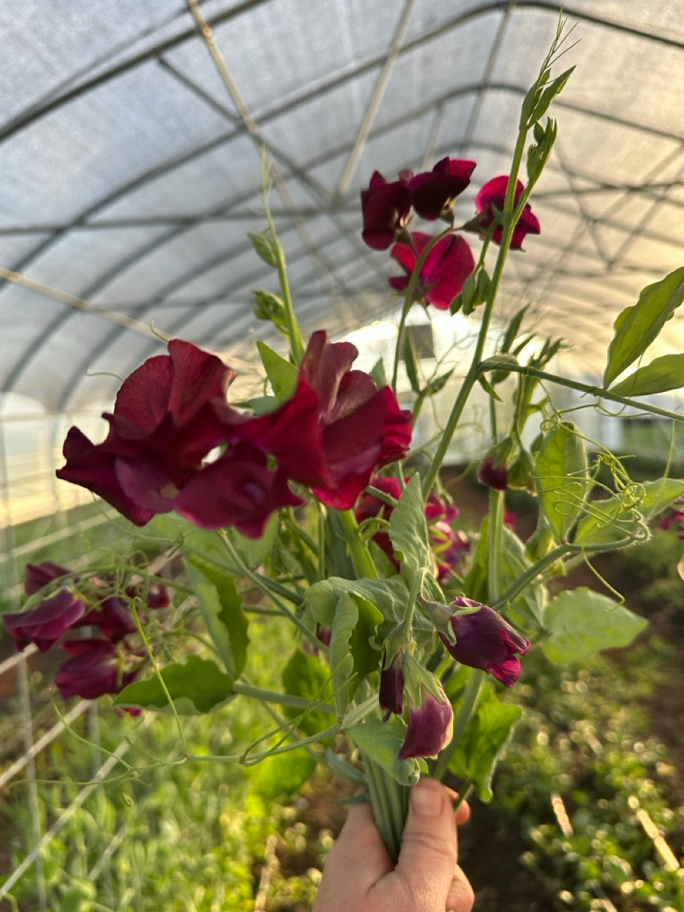 Midnight Sweet Peas