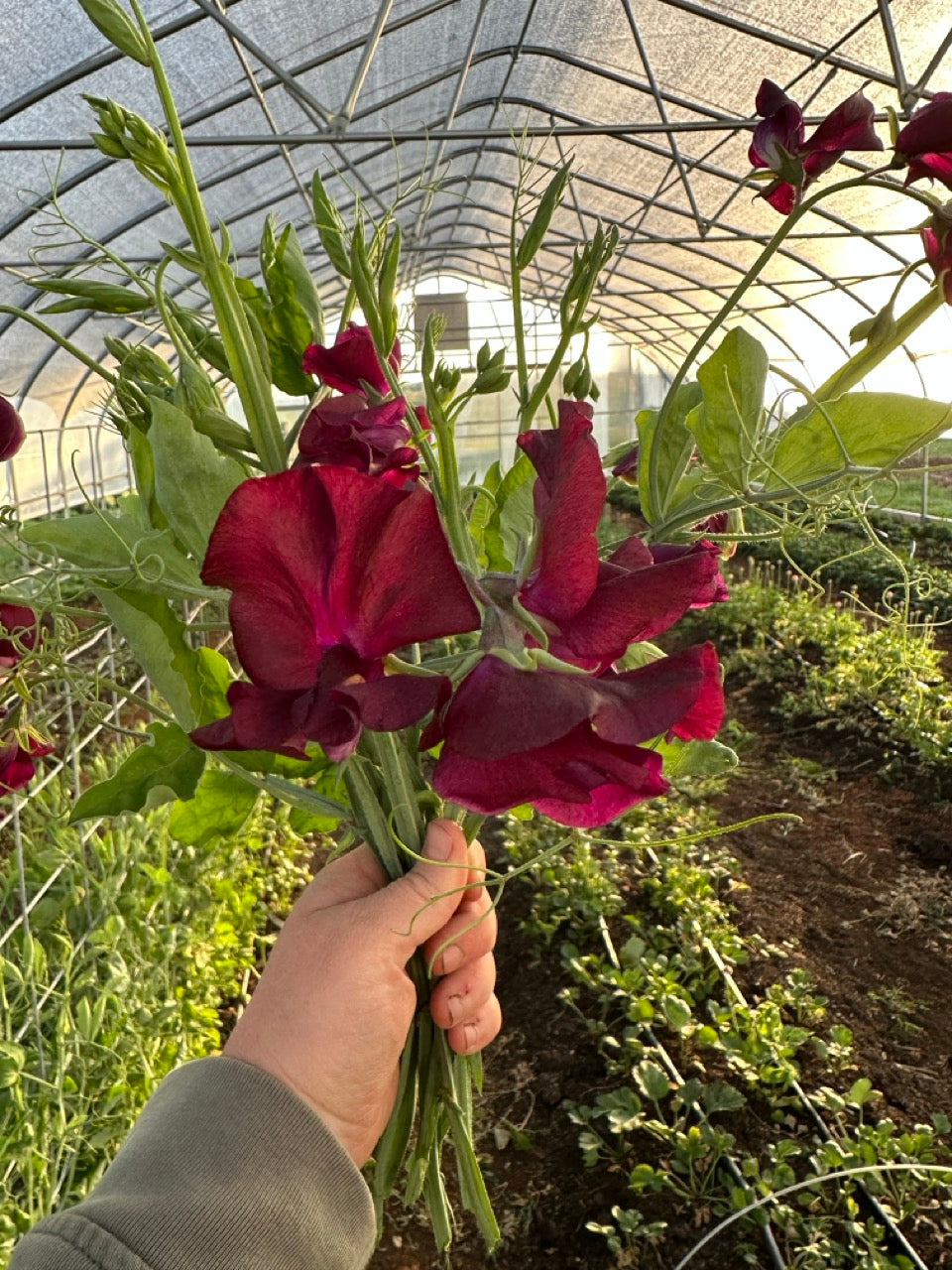 Midnight Sweet Peas