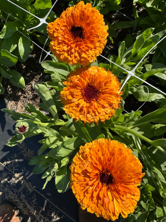 Orange Button Calendula
