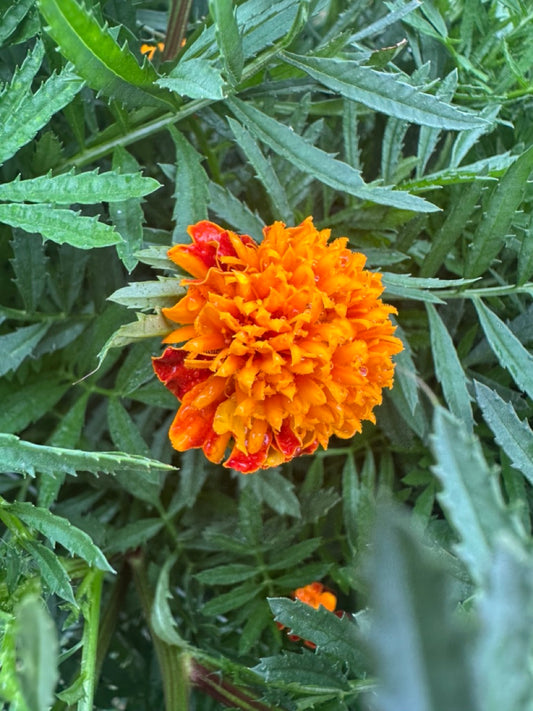 Orange Flame Marigolds - LIMITED