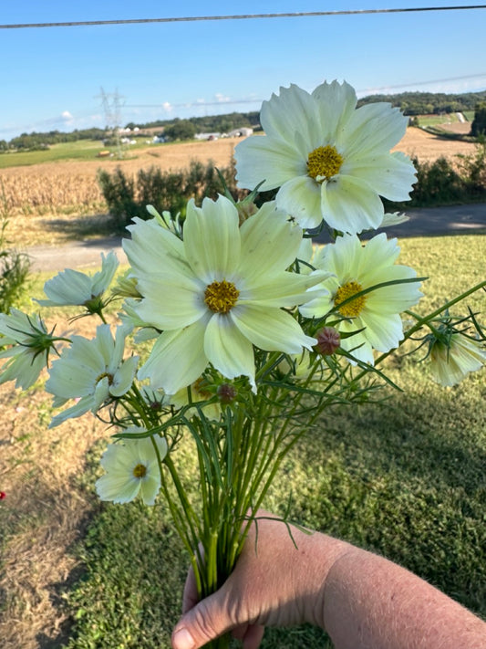 Pale Yellow Cosmos - Limited