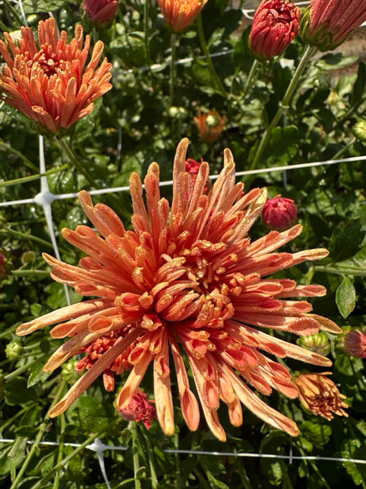 Peach Centerpiece Chrysanthemum