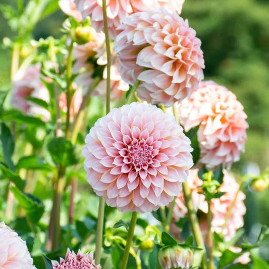 Peaches N Cream Dahlia