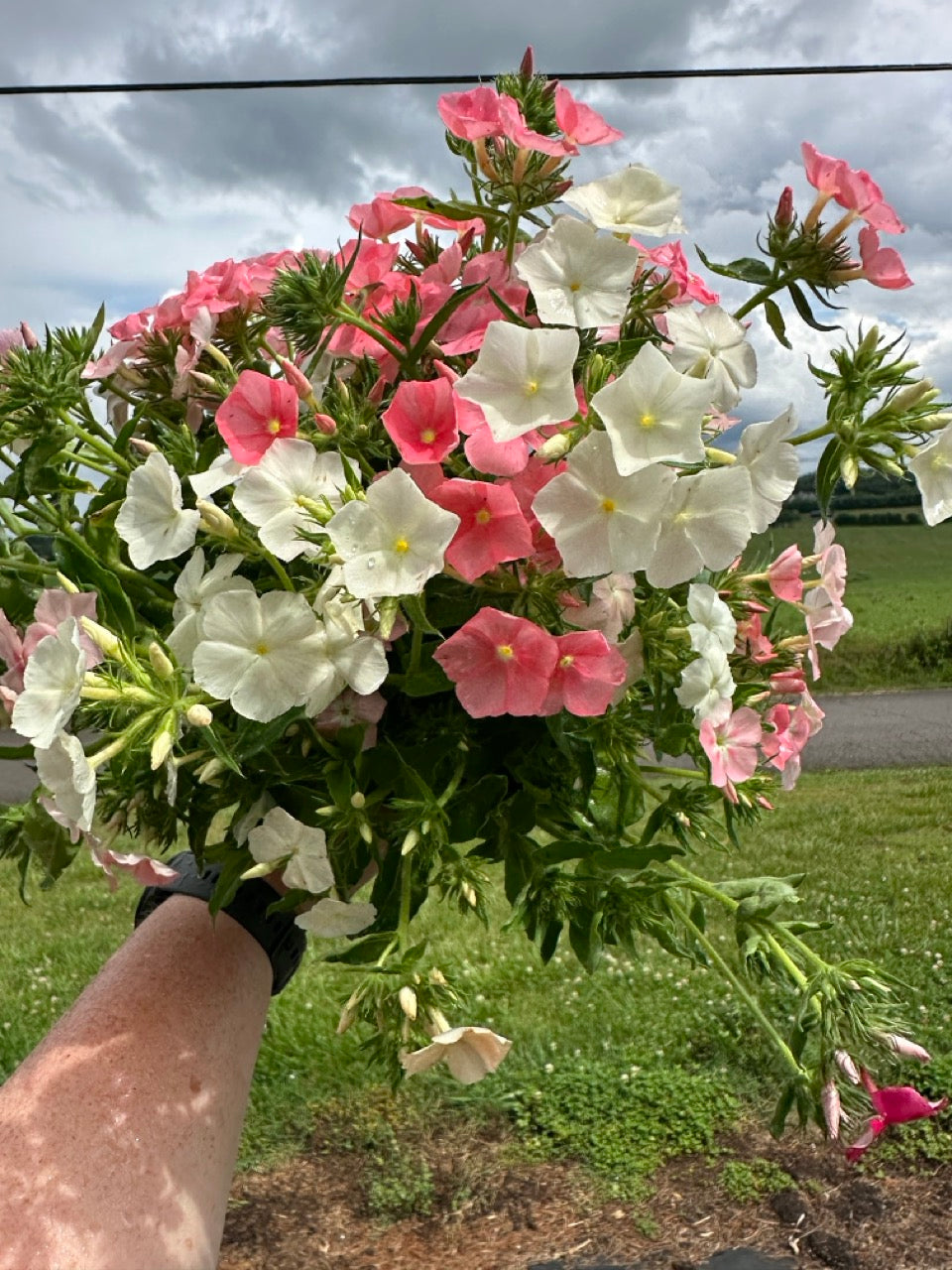 Phlox of Sheep