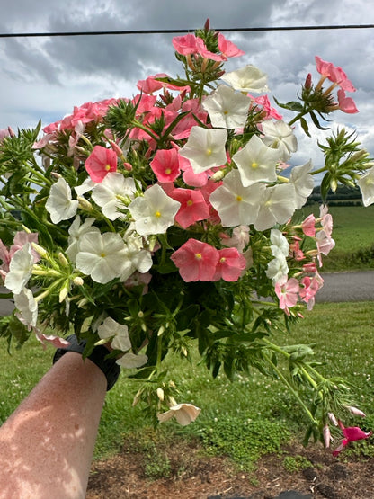 Phlox of Sheep