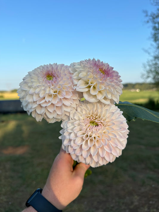 Pink Pearl Dahlia