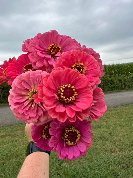 Pink Zinnias