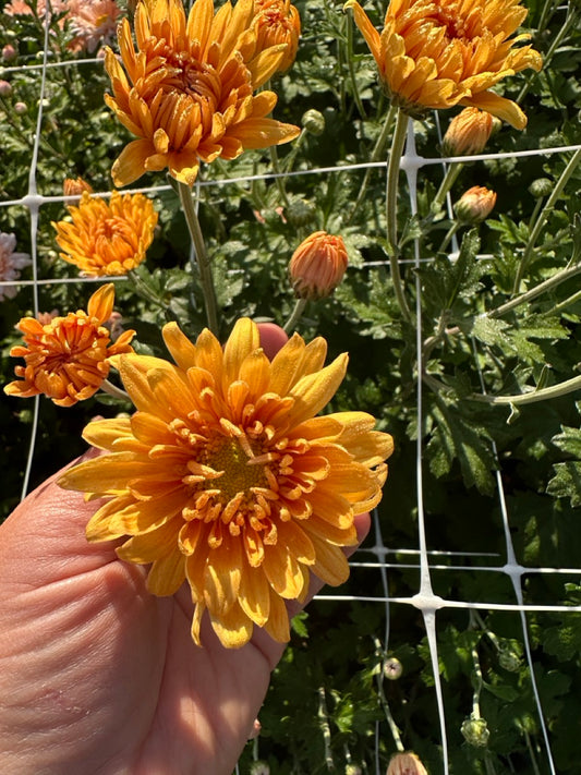 Prom King Chrysanthemum