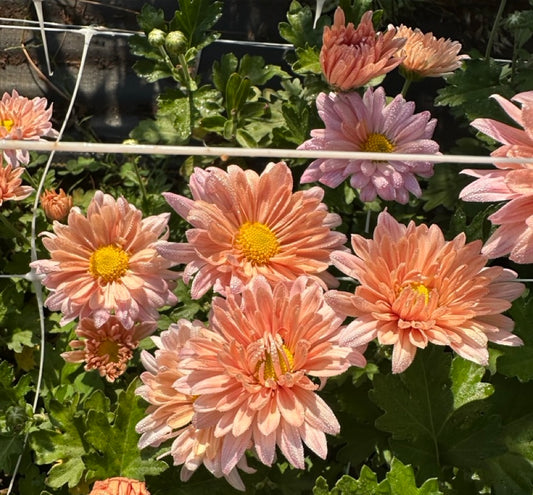 Prom Queen Chrysanthemum