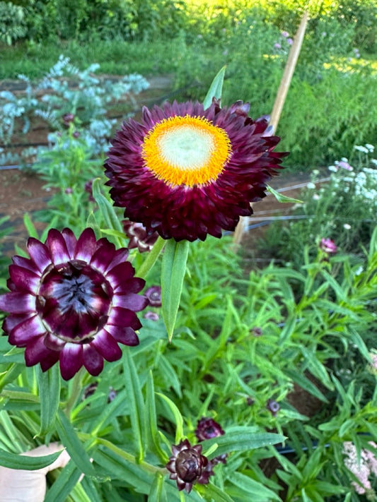 Purple Red Strawflower