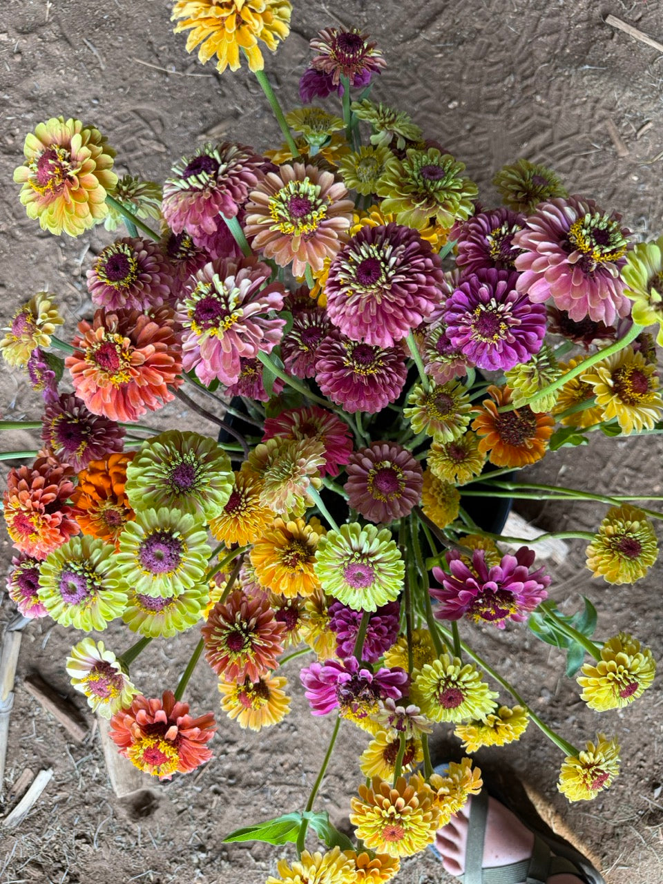Queeny Mix Zinnias