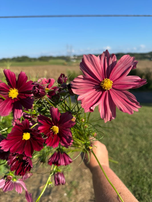 Rubenza Cosmos