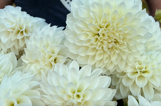 Bloomquist Snowy Dahlia