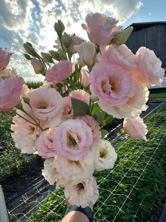Soft Peach Lisianthus